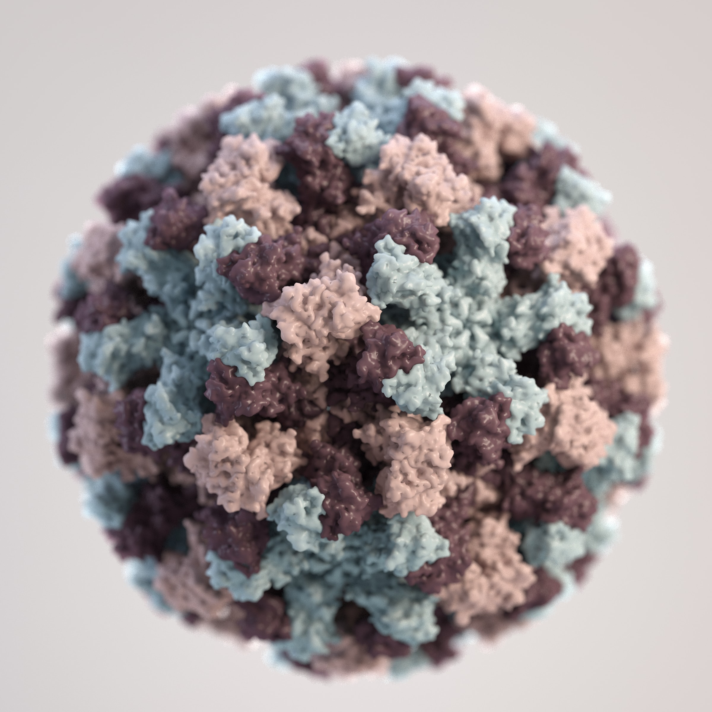 Medical illustration of norovirus. Source: CDC